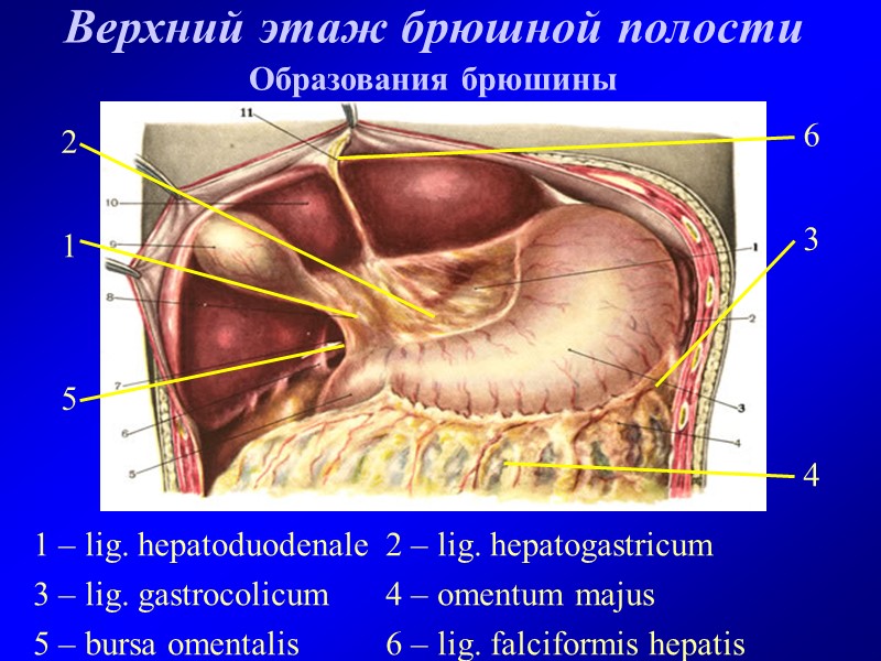 Верхний этаж брюшной полости Образования брюшины 1 – lig. hepatoduodenale 2 – lig. hepatogastricum
